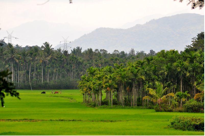 מאננטהוואדי Wayanad Gate Resort מראה חיצוני תמונה