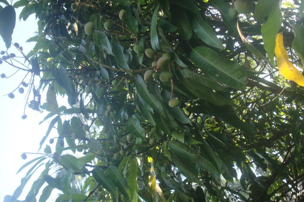 מאננטהוואדי Wayanad Gate Resort מראה חיצוני תמונה